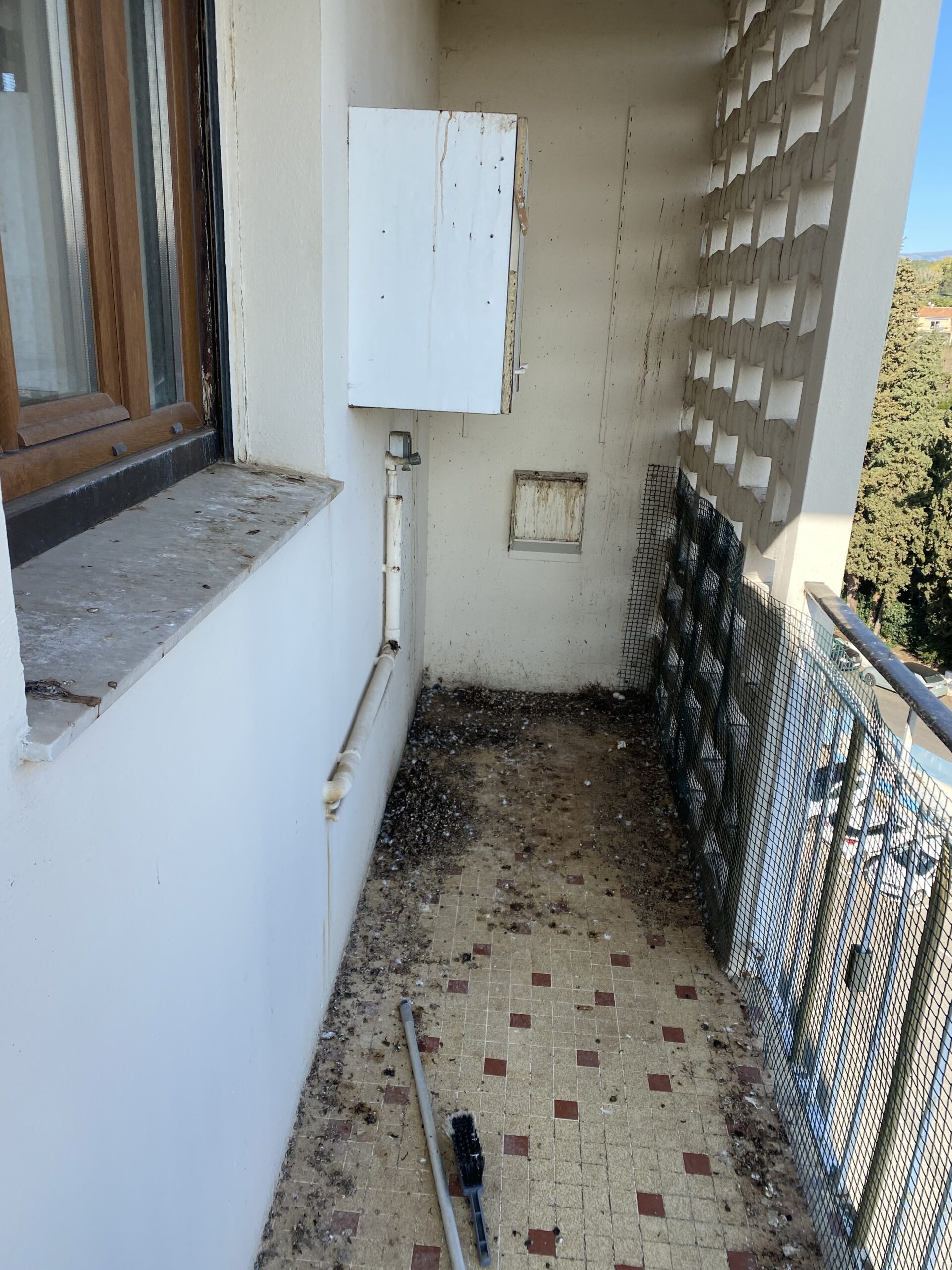 Avant Dépigeonnage dans le 06