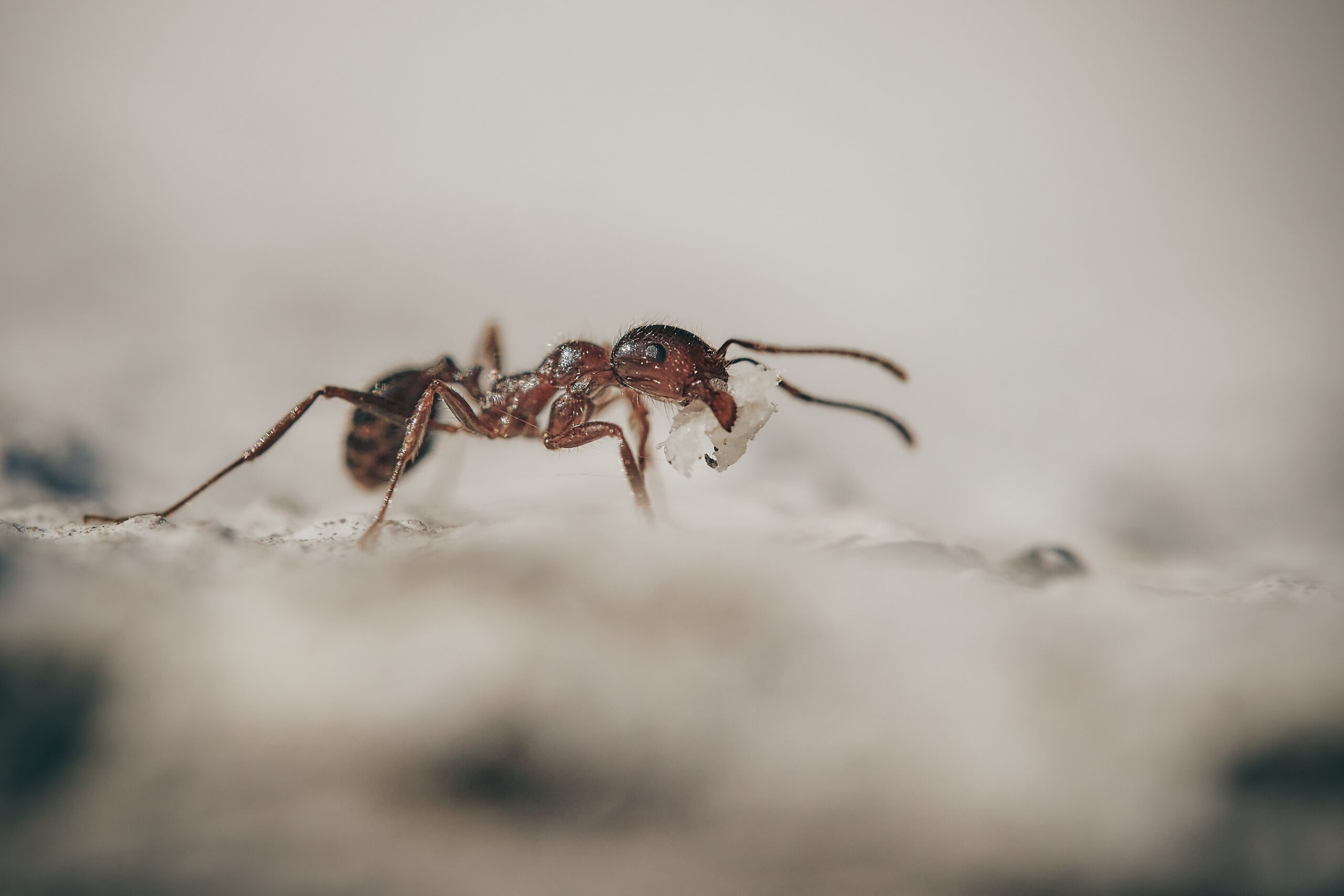 Fourmis